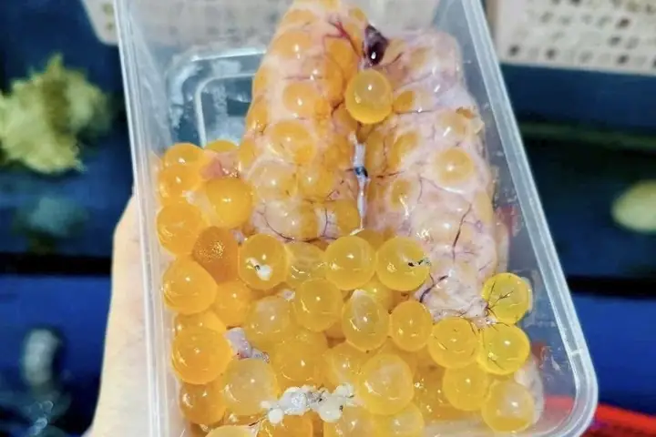 Cách Nấu Trứng Cá Thiều