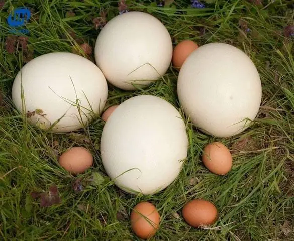 Trứng Đà Điểu Là Gì? Trứng Đà Điểu Là Gì?