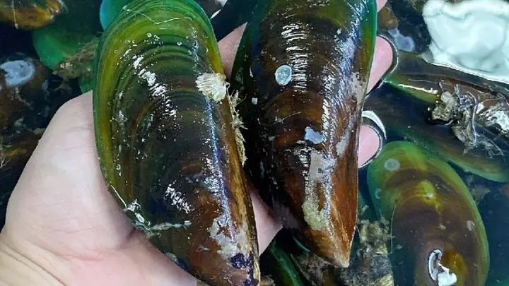 Đặc điểm của vẹm xanh