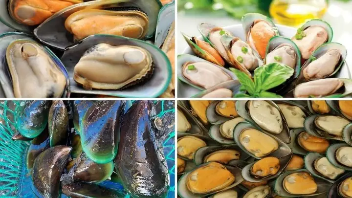 Phân loại vẹm xanh