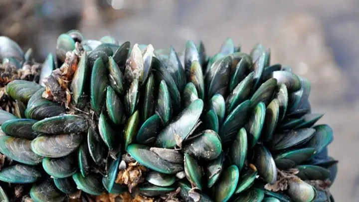 2Lợi ích của vẹm xanh