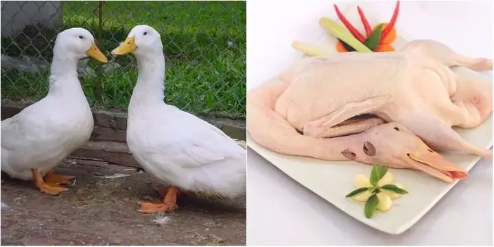 Cách Chọn Vịt Ngon