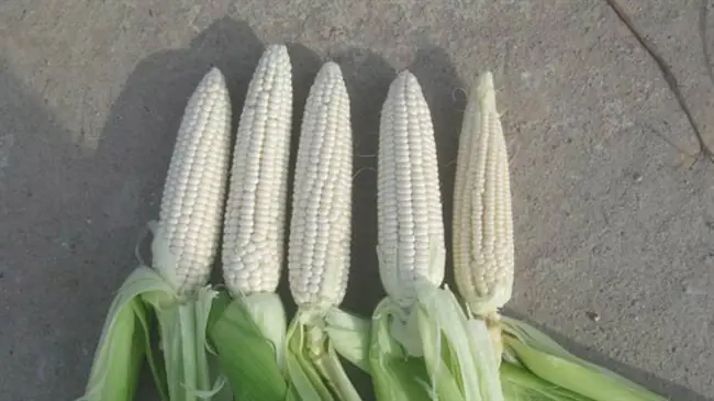 Cã¡ch Nấu Xã´i Bắp Bã O Äáºu Xanh Næ°á»c Cá»t Dừa Vừa Thæ¡m Vừa Bã¹i Hấp Dẫn Tuyá»t Vá»i Cã¡ch Nấu Xã´i Bắp Bã O Äáºu Xanh Næ°á»c Cá»t Dừa Vừa Thæ¡m Vừa Bã¹i Hấp Dẫn Tuyá»t Vá»i