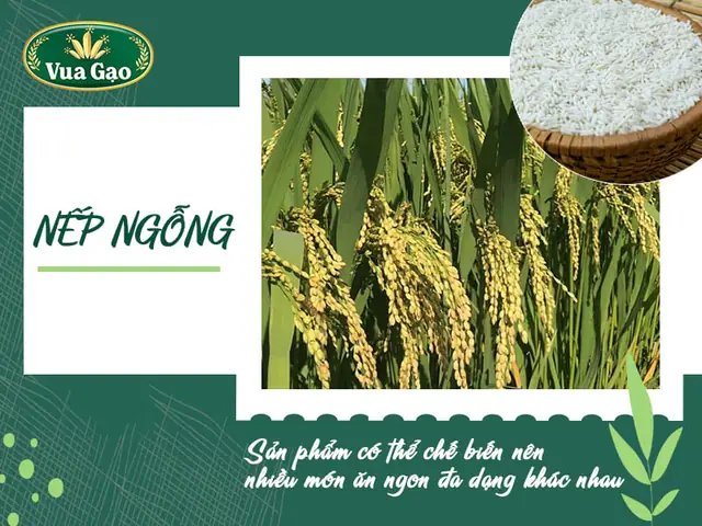 1. Nếp ngỗng là gì? 1. Nếp ngỗng là gì?