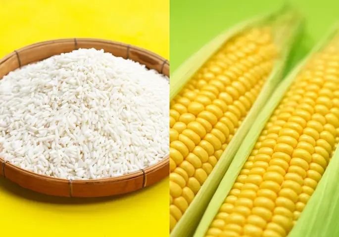 Chuẩn bị nguyên liệu làm xôi bắp Chuẩn bị nguyên liệu làm xôi bắp