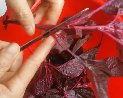 Cách nhặt rau dền bằng dao đơn giản từ A đến Z