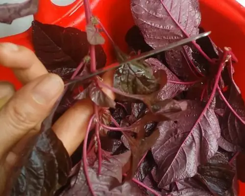 Cách nhặt rau dền bằng dao đơn giản từ A đến Z