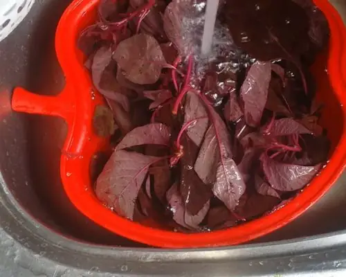 Cách nhặt rau dền bằng tay nhanh gọn tiện lợi