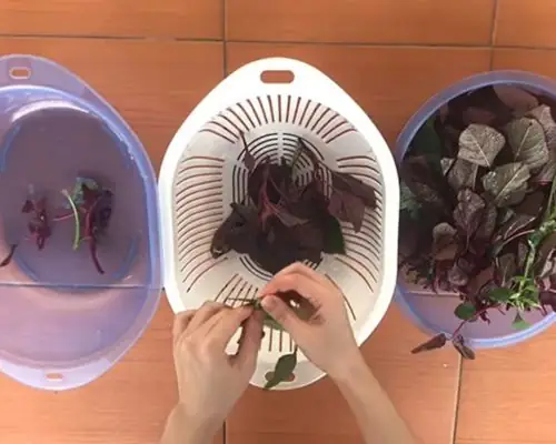 Cách nhặt rau dền bằng tay nhanh gọn tiện lợi