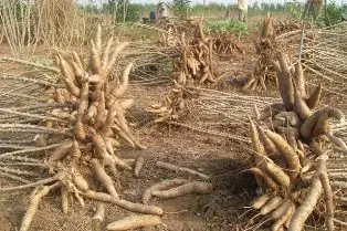 Cách Sử Dụng Bột Năng