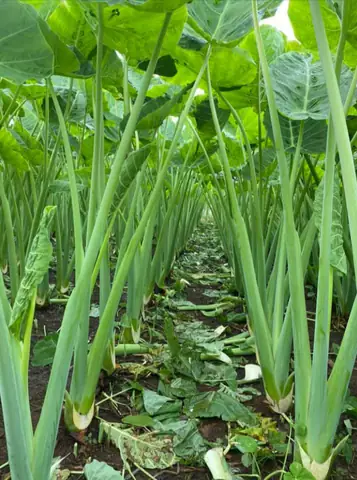 Iv. Hướng Dẫn Trồng Và Chăm Sóc Cây Dọc Mùng