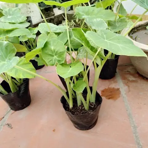 cách trồng cây bạc hà nấu canh chua