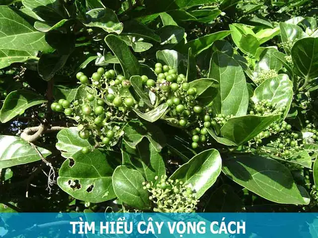 Tìm Hiểu Cây Vọng Cách