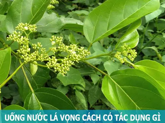 Lưu Ý Khi Sử Dụng Cây Vọng Cách