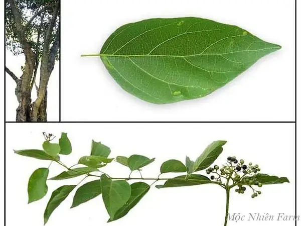 Đặc Điểm Của Cây Lá Cách