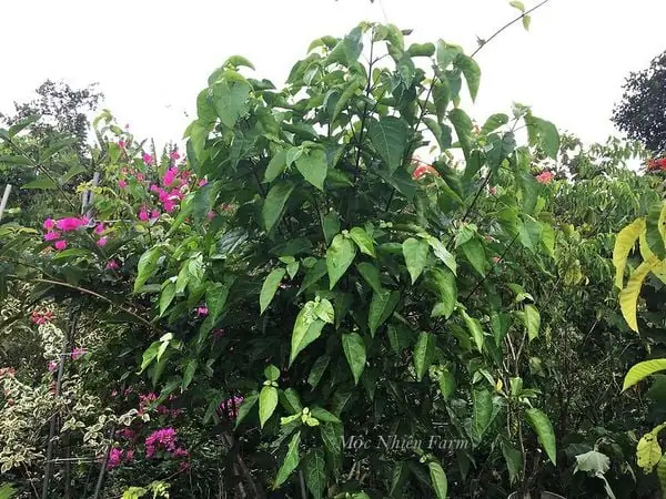 Đặc Điểm Của Cây Lá Cách