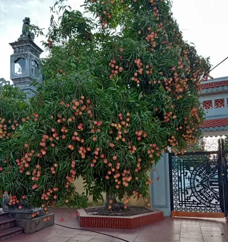 Công Thức Đơn Giản Để Làm Món Ngon Từ Quả Vải- Ảnh 1.