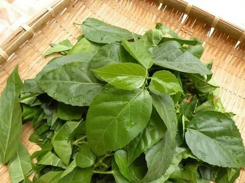 Thịt Gà Vàng Ươm Chấm Với Nước Mắm Ngon Dằm Ớt Nhai Nghe Cay Nồng Ngọt Lừ, Hòa Quyện Vị Béo Béo Của Nước Cốt Dừa, Lẫn Chút Vị Đăng Đắng Thơm Thanh Của Lá Cách, Ngon Hết Ý Luôn. Lâu Lắm Rồi Mới Có Một Món Ăn Đậm Chất Quê, Cả Nhà Được Một Bữa No Nê.