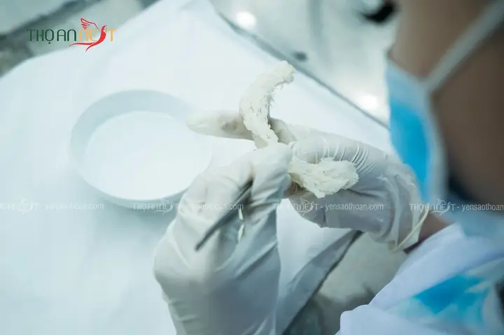 1.2. Thực hiện sơ chế tổ yến 1.2. Thực hiện sơ chế tổ yến